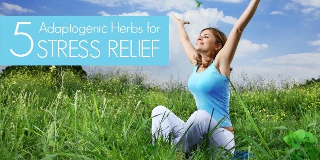 Stressed? These 5 Adaptogenic Herbs Can Ease Stress