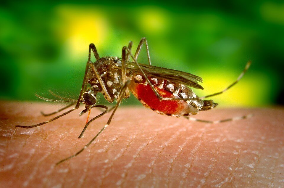 Back-off Bugs: Ward off Mosquitos naturally