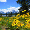Yellowstone Vacation