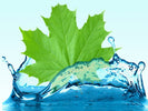 What Is Maple Water?