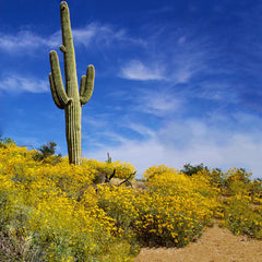 Herbs for Immune Health